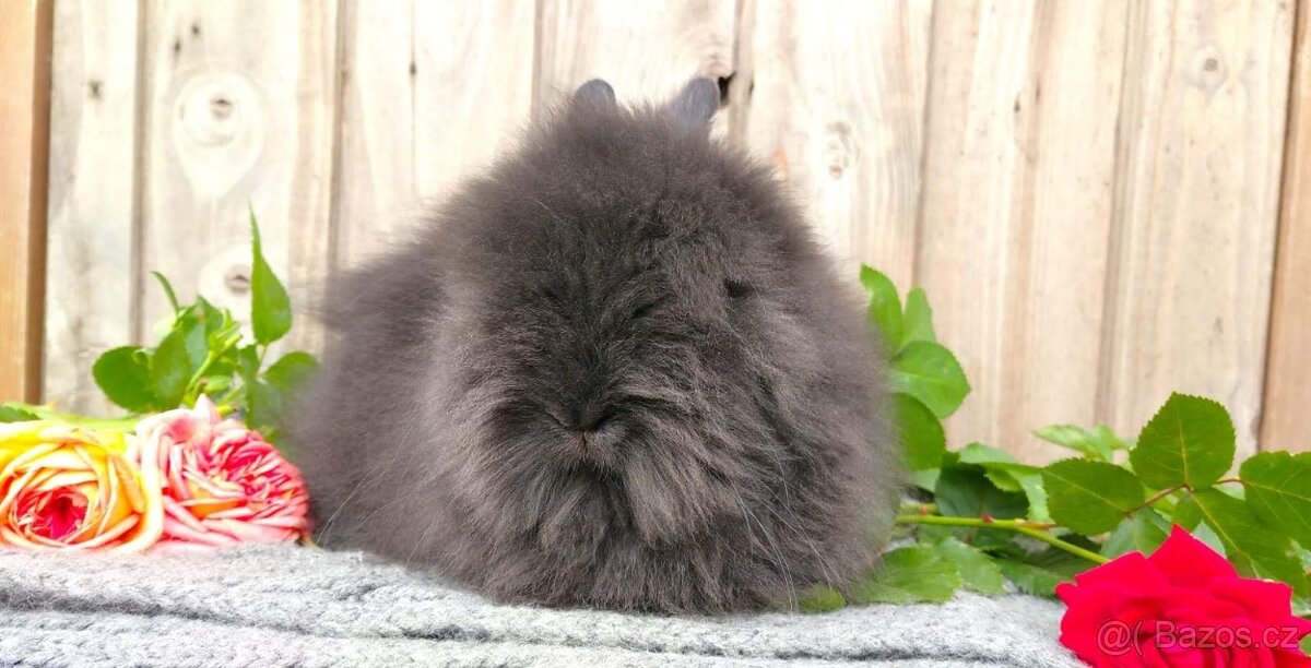 Zakrslý Teddy - mláďátka k odběru