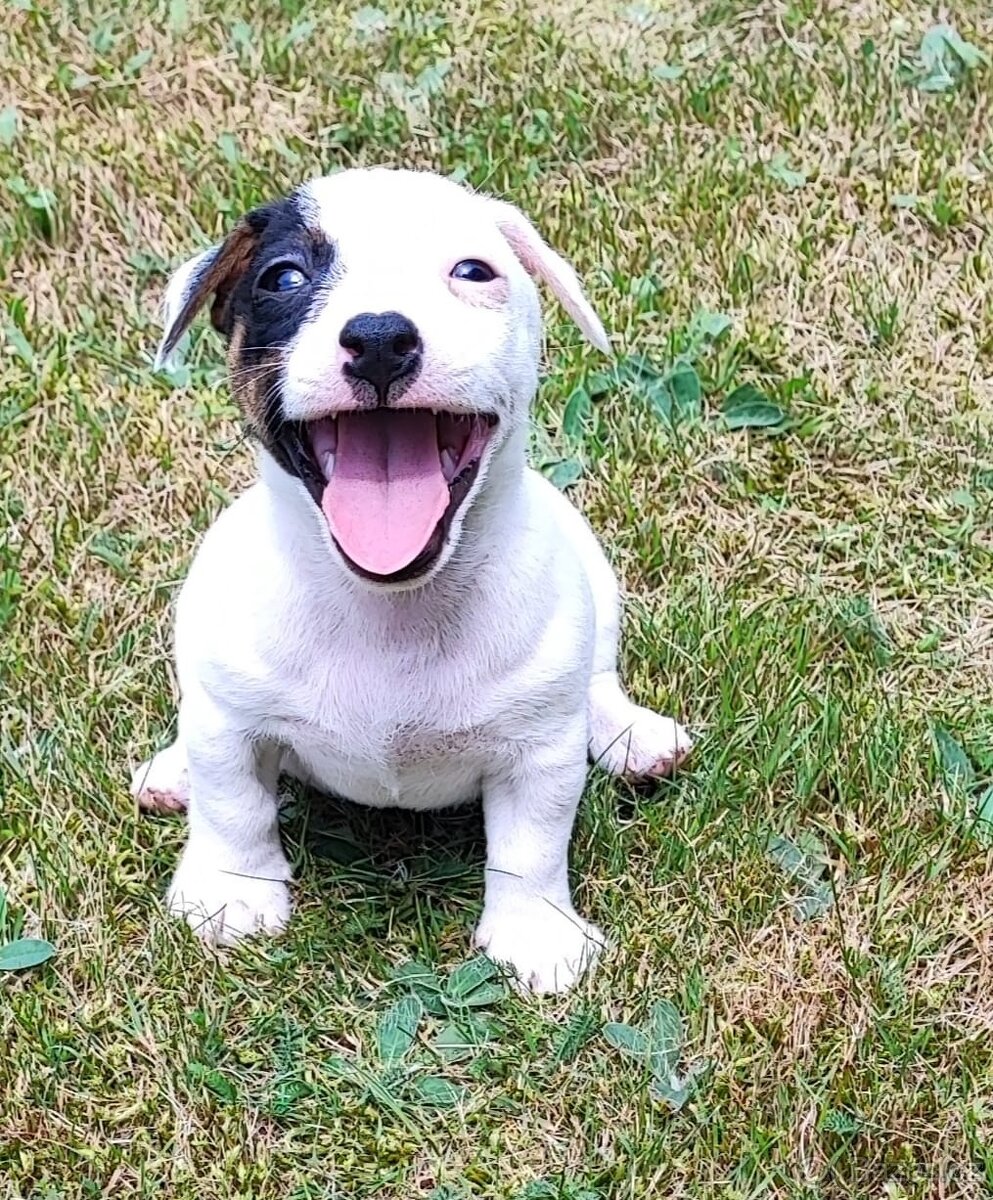 Jack Russel terier, kouzelný chlapeček