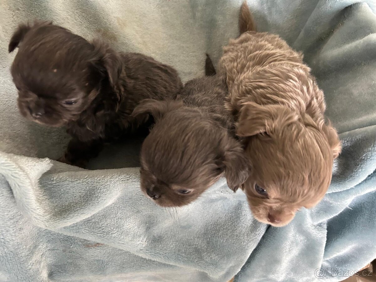 Čivava - holčička modrá a lila kluci