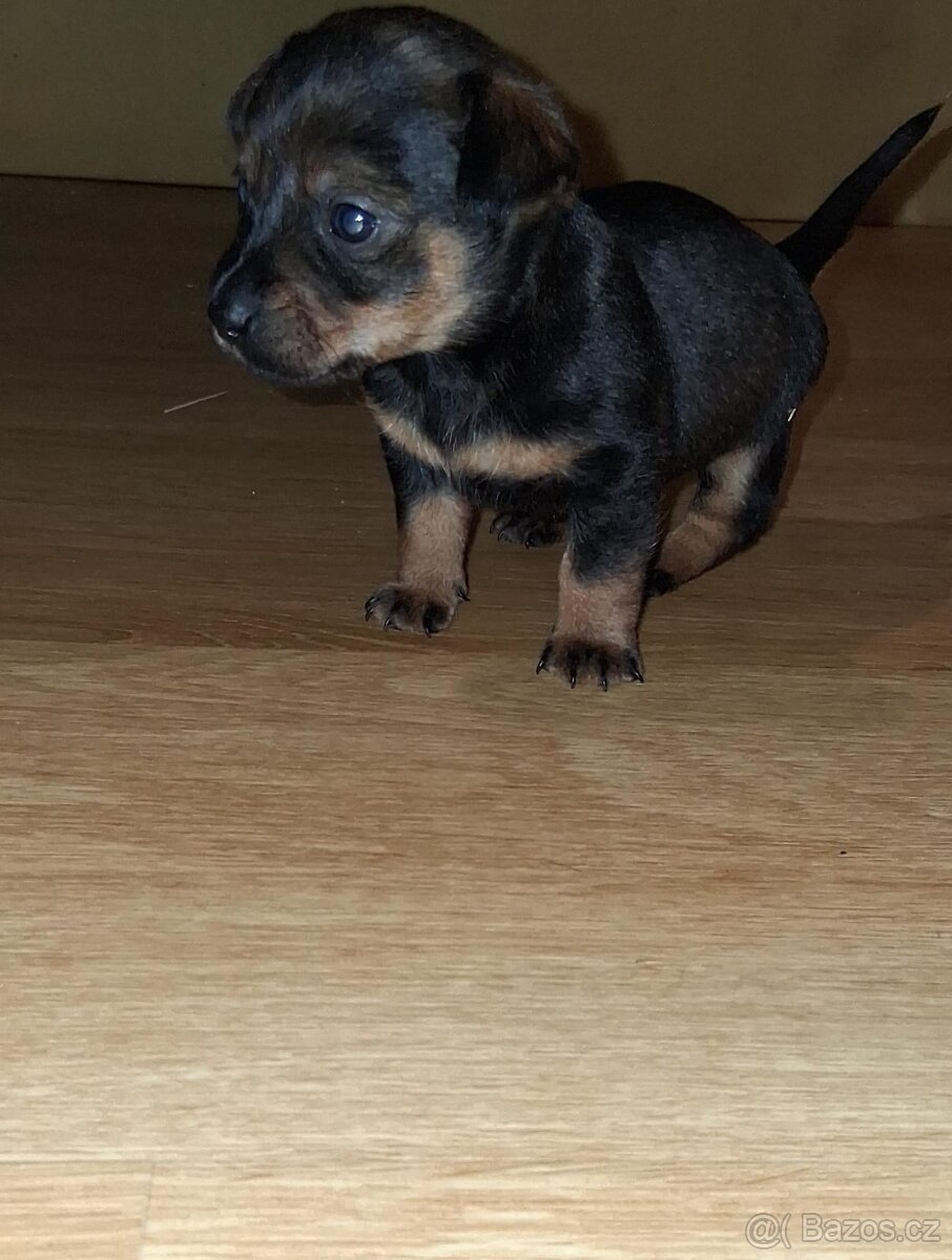 Prodám štěňátko