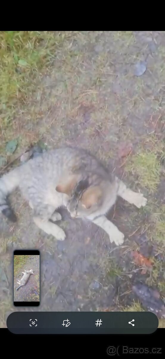 Opuštěná kočička