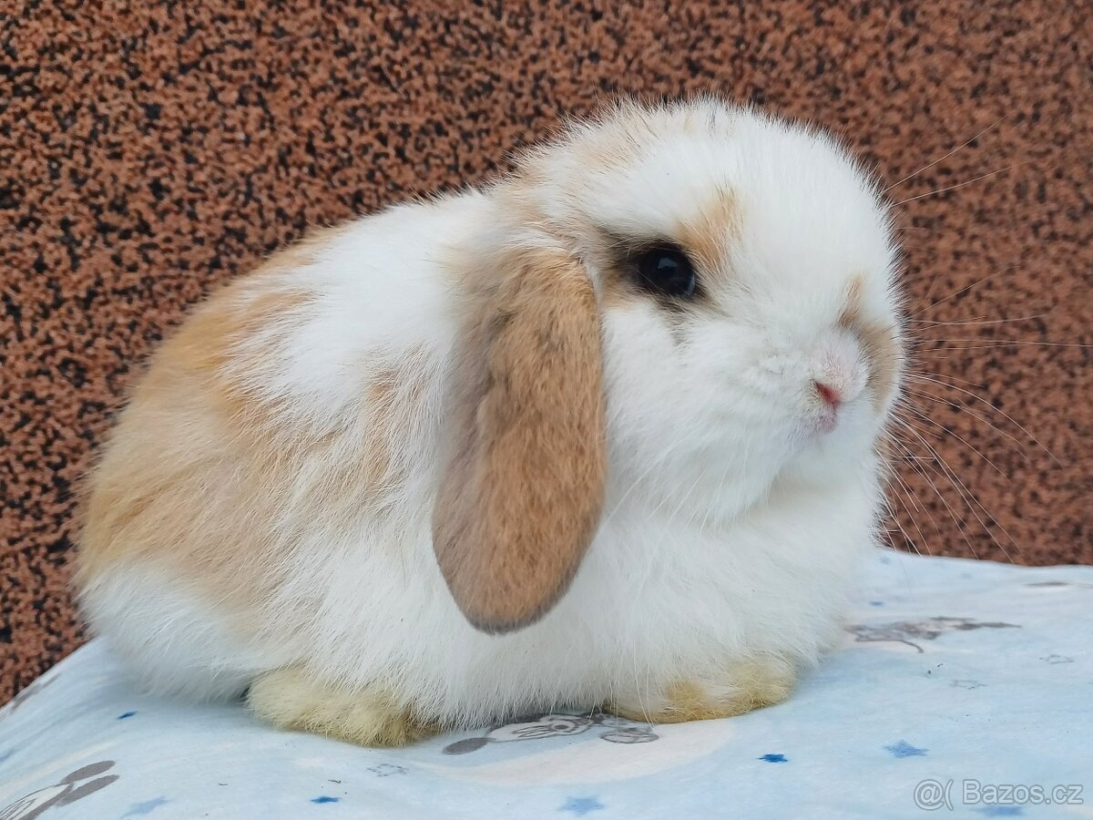 ★ MiniLop Králíčci s odběrem na Vánoce★