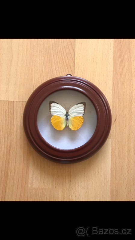 Motýl Cepora Lea