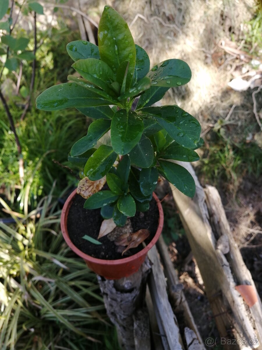 Pryšec - Euphorbia