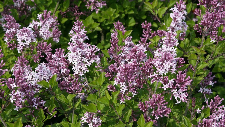 Okrasné dřeviny
