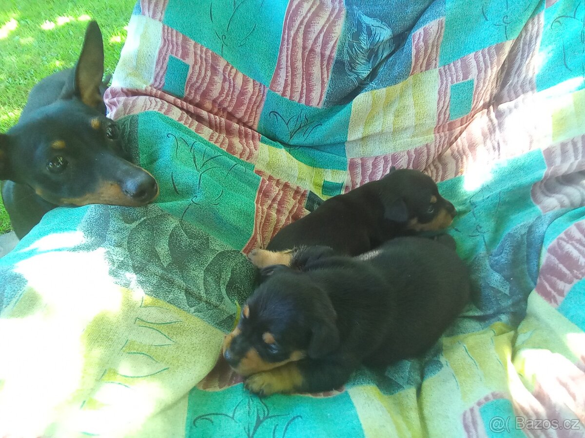 Trpasličí pinč - Srnčí ratlík