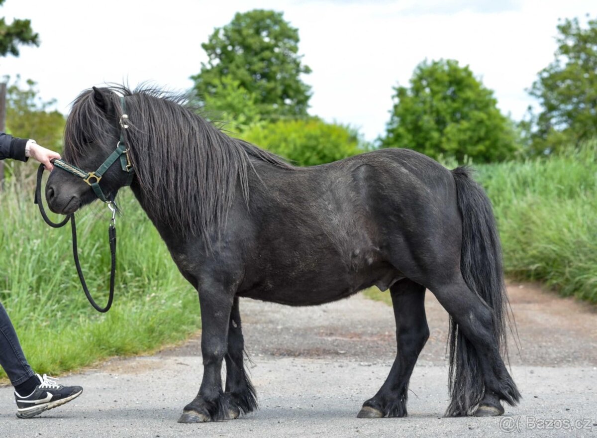 Shetland pony - plemenný hřebec