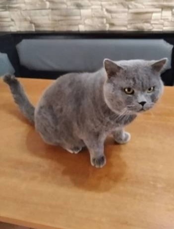 Britský kocourek . Krytí.