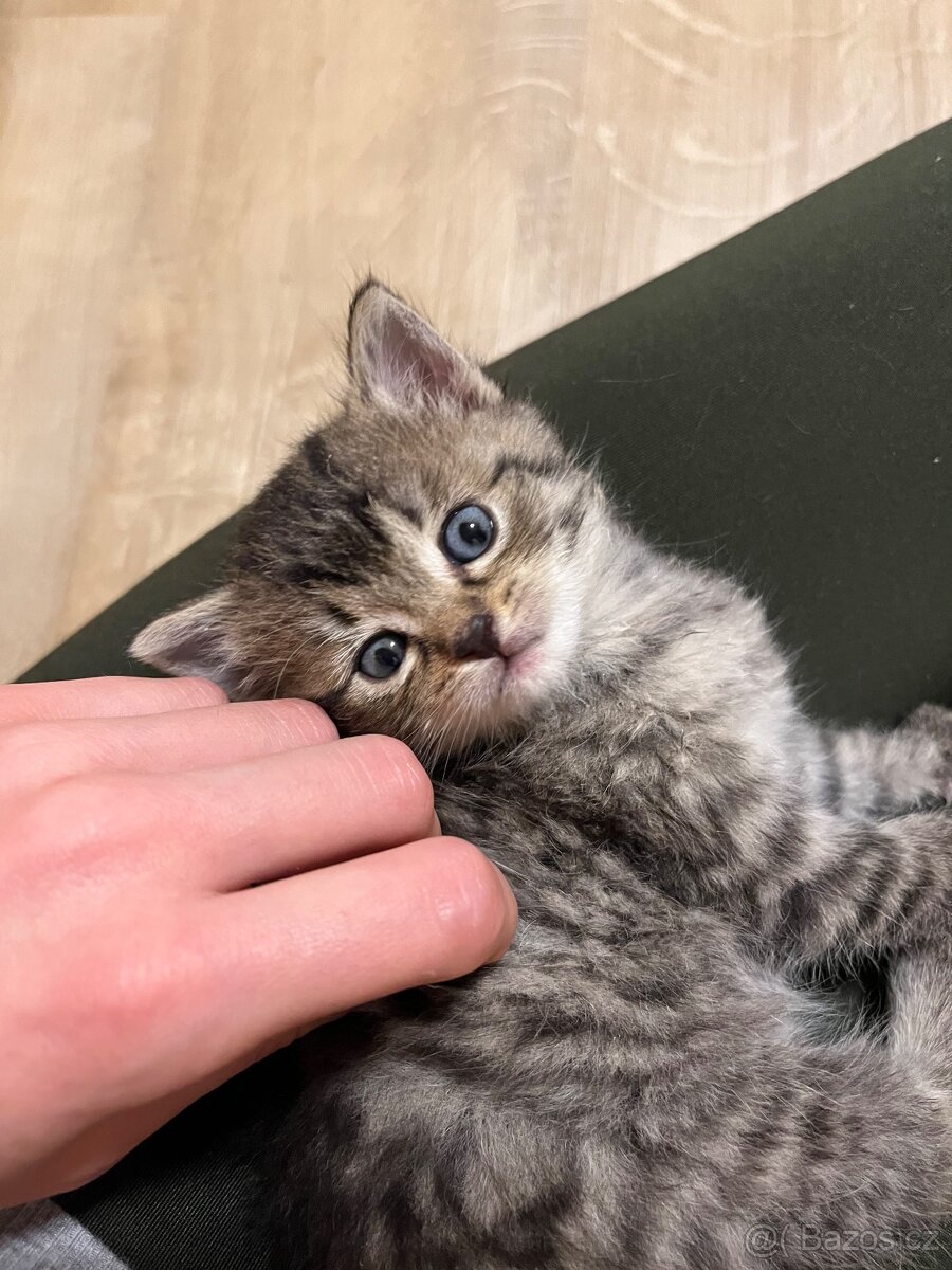 Daruji nalezená koťátka