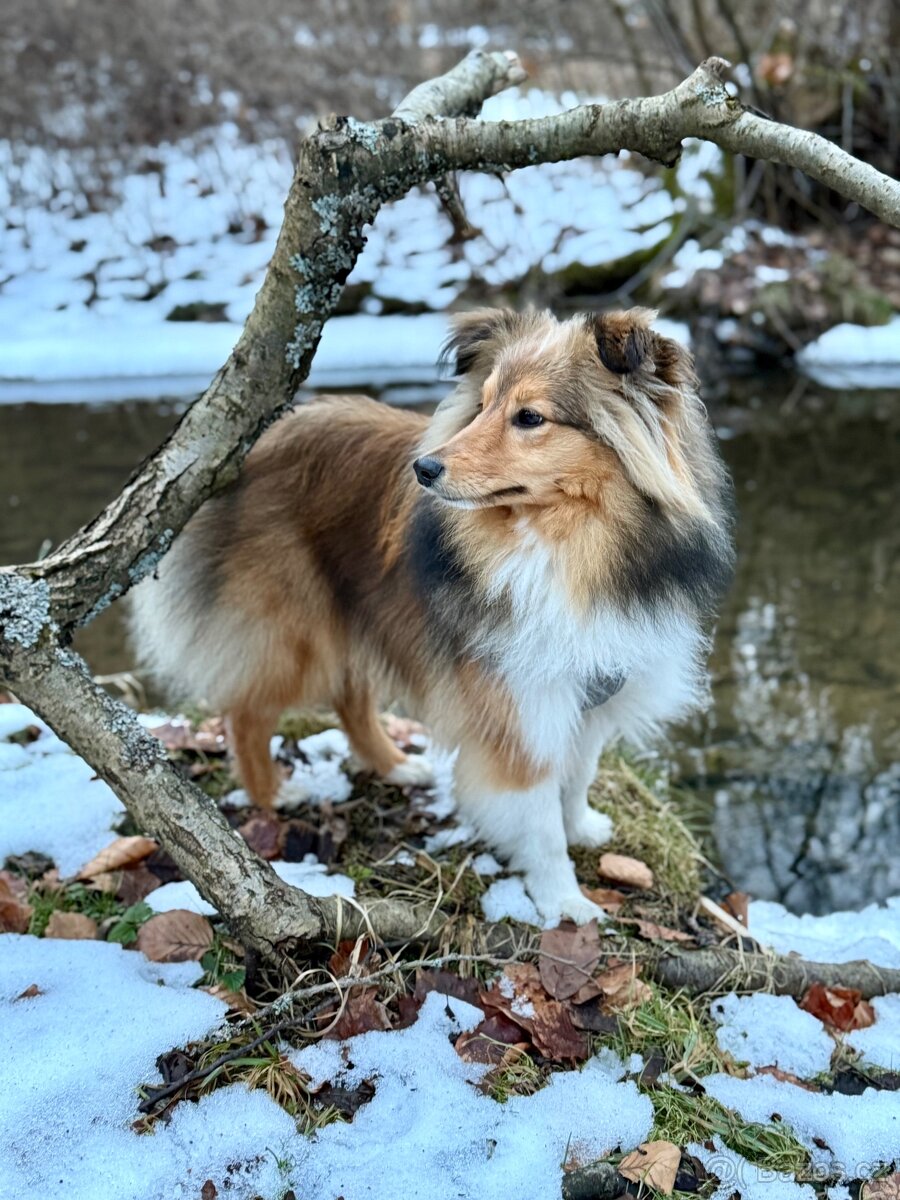 Sheltie dlouhosrsta s PP - kryti