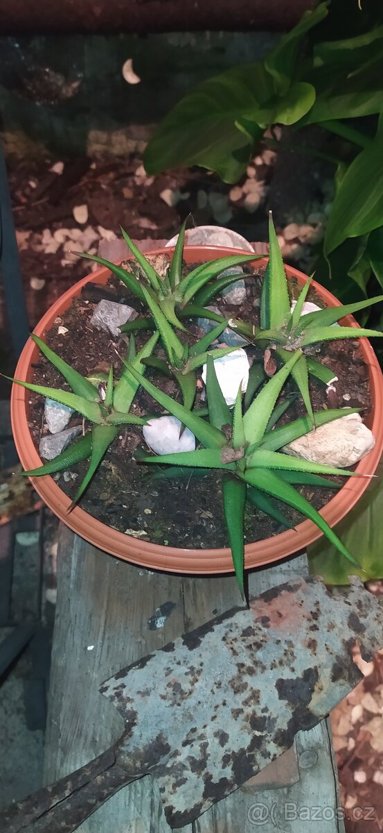 Různé druhy rostlin