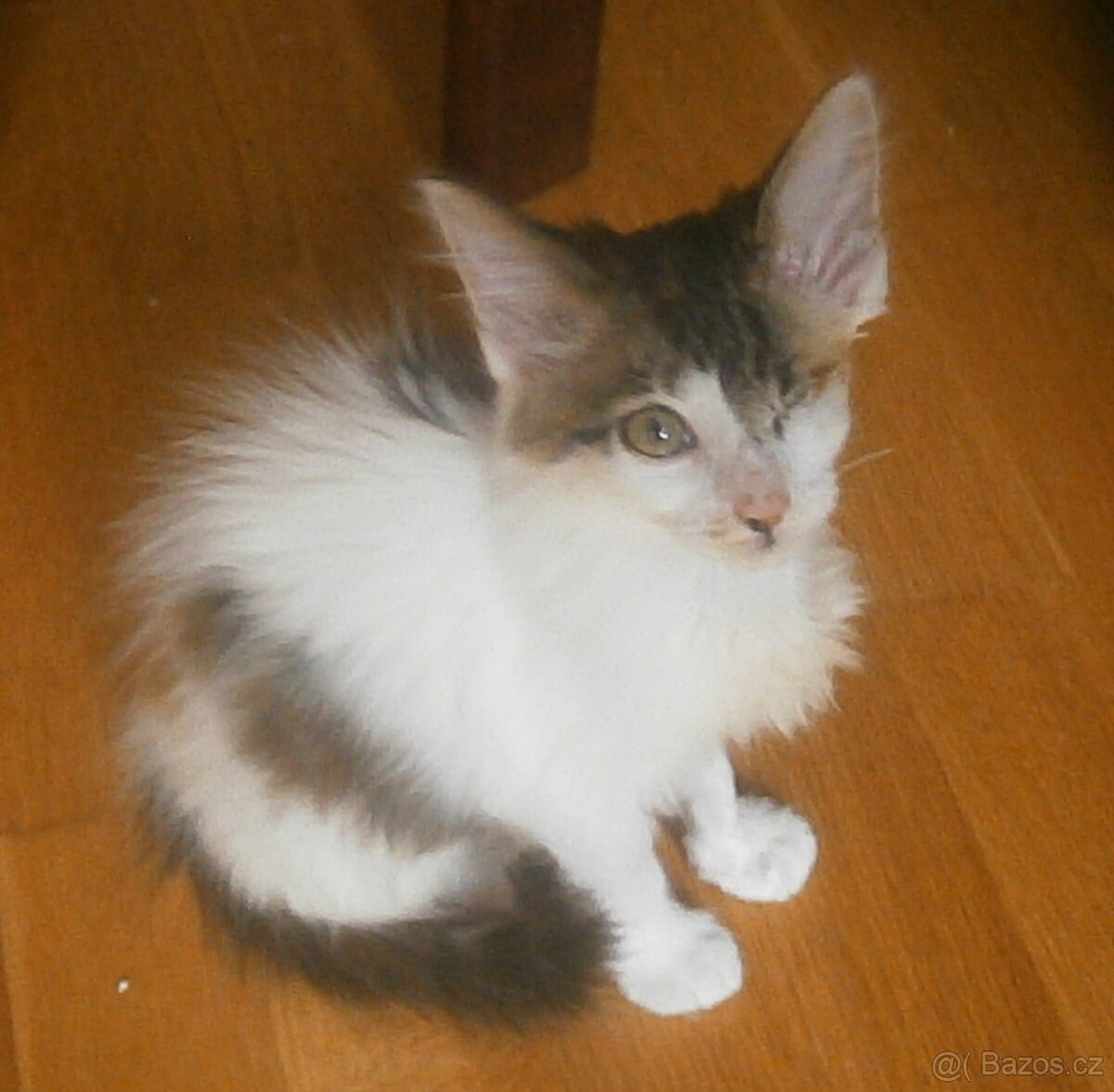 Dlouhosrstá světlá 3barevná Lucinka, 3měsíční kočička