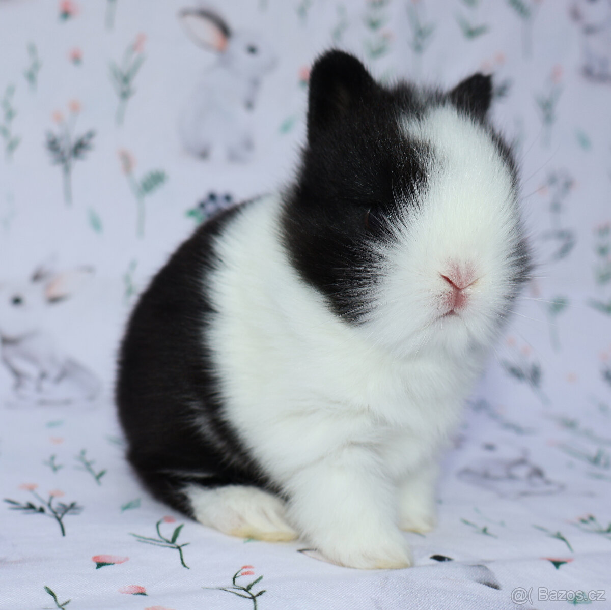 Zakrslý krátkouchý lvíček - samička .