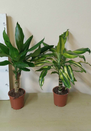 2 x dracena