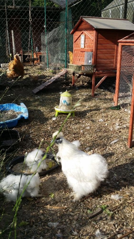 Prodám kuřátka hedvábničky zdrobnělé bílé