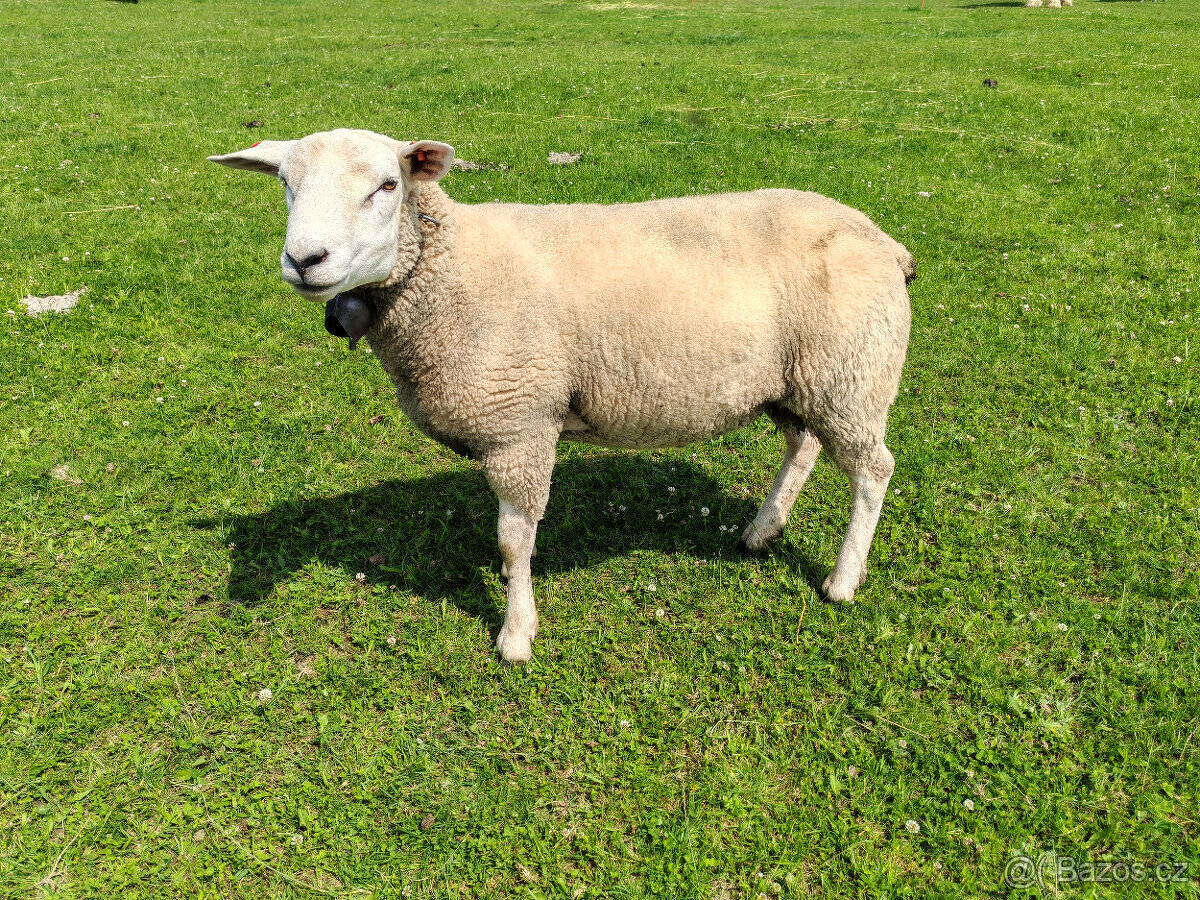Beran TEXEL