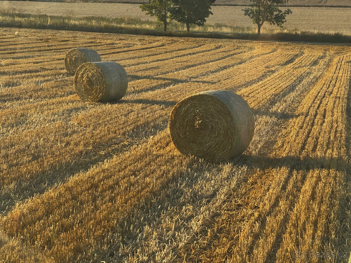Pšeničná sláma - kulaté balíky