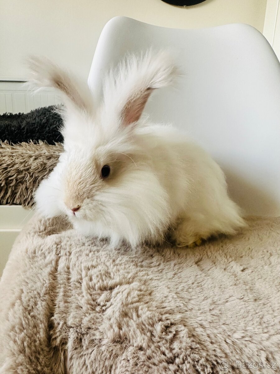 Angorská Angora