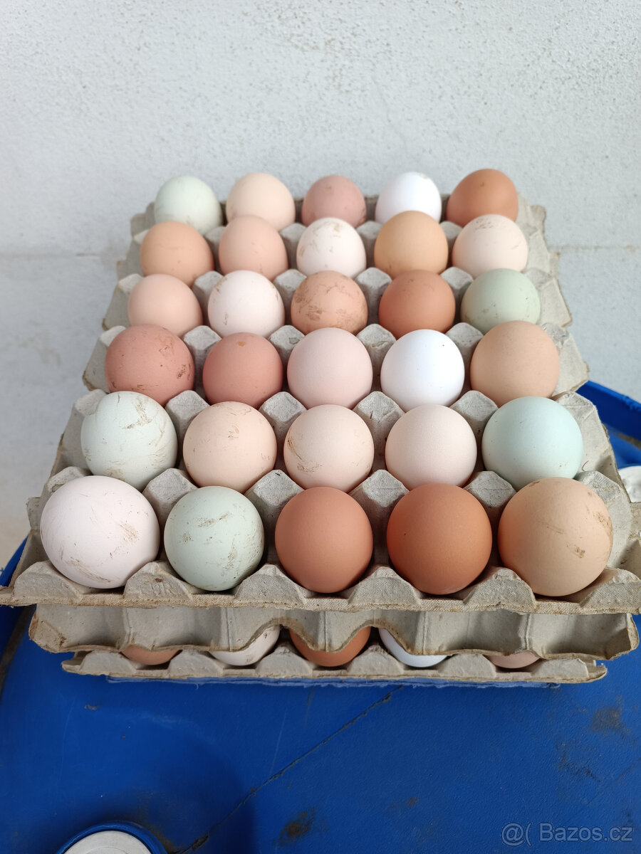 DOMÁCÍ VEJCE Z VOLNÉHO CHOVU
