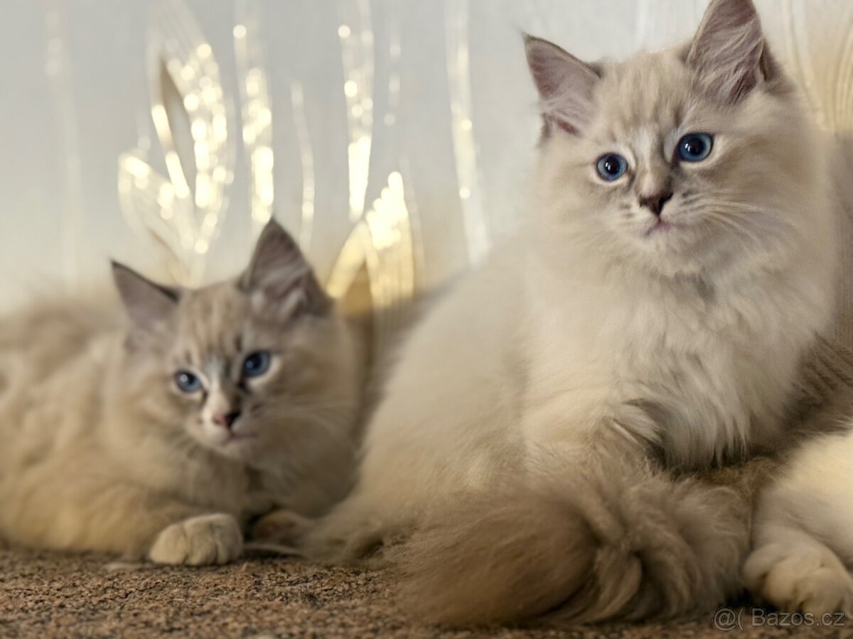 Koťata plemene RAGDOLL