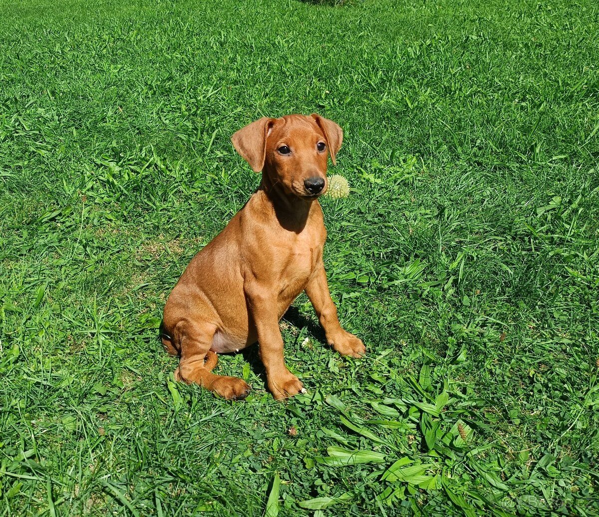 Německý pinč - štěňata s pp