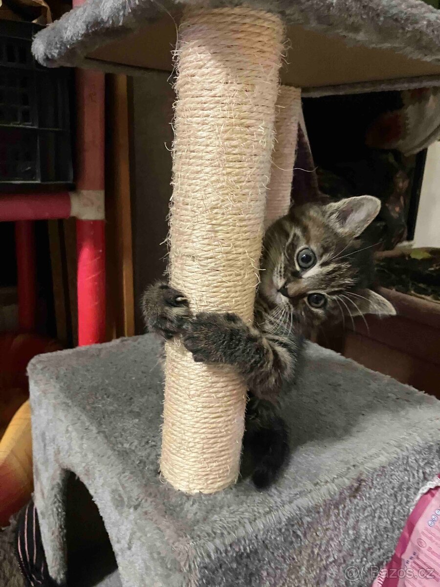Daruji kotě - kočičku