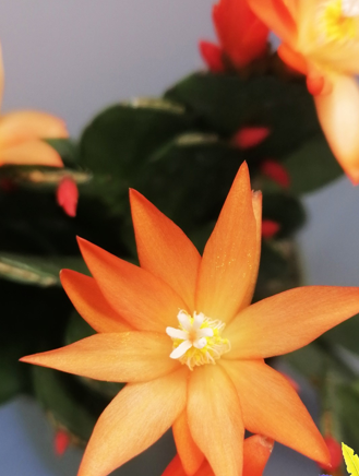 Schlumbergera - Velikonoční kaktus: světle or. noid (řízek)