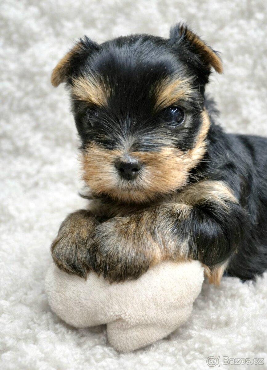 Jorkšírský terier, štěňátka s PP FCI