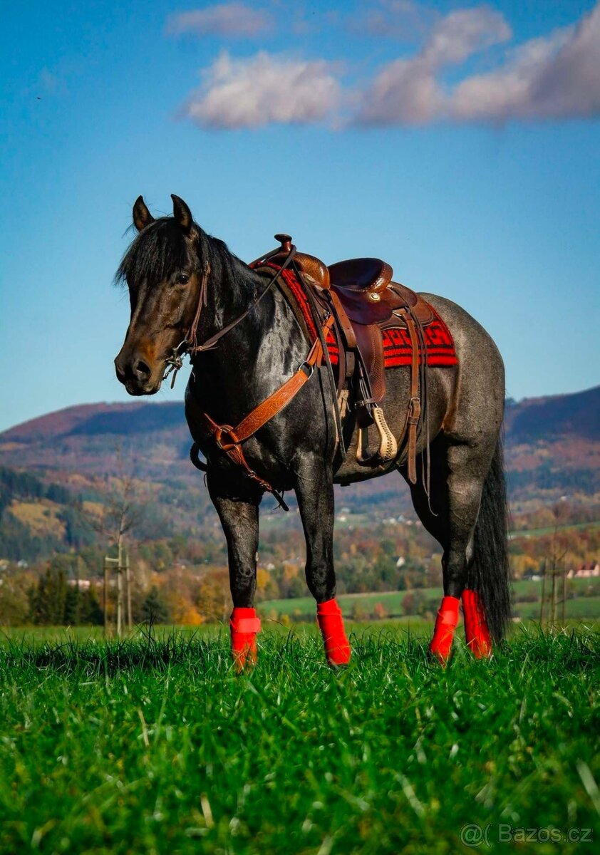 Quarter horse- připouštění (Bay roan)
