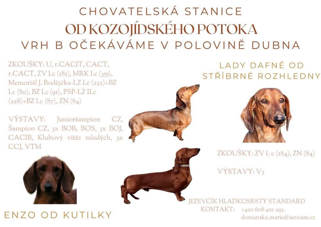 Jezevčík hladkosrstý standard s PP
