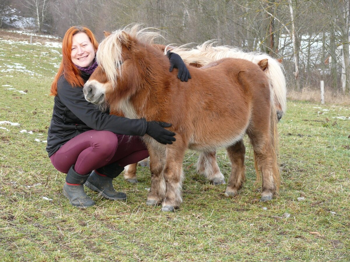 Klisna shetland s hříbětem 3 v 1