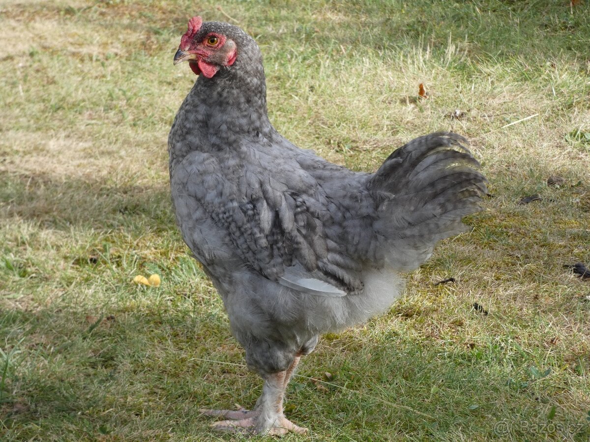 Kohout (brahmánka)