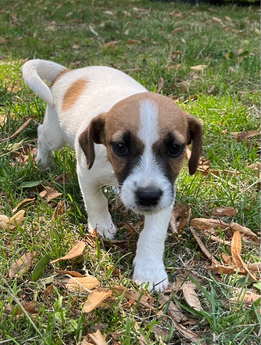 Prodám štěně (fenku) Jack Russel teriér