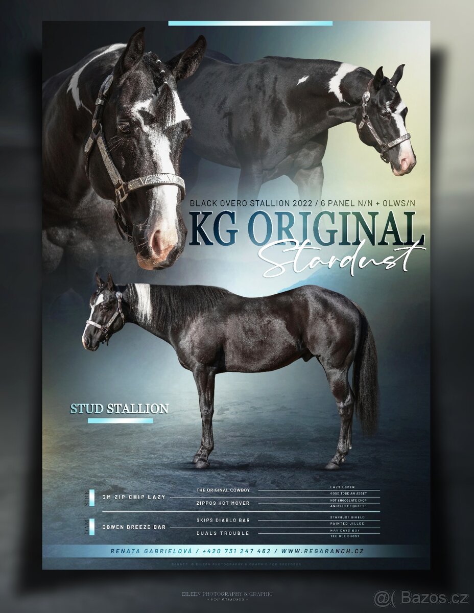 Připouštění APH Black Overo hřebcem