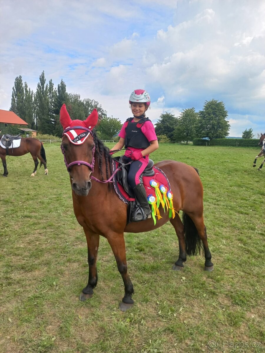 prodam pony- pronajem