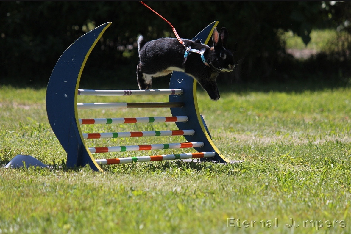 sportovní králík s pp - Hook