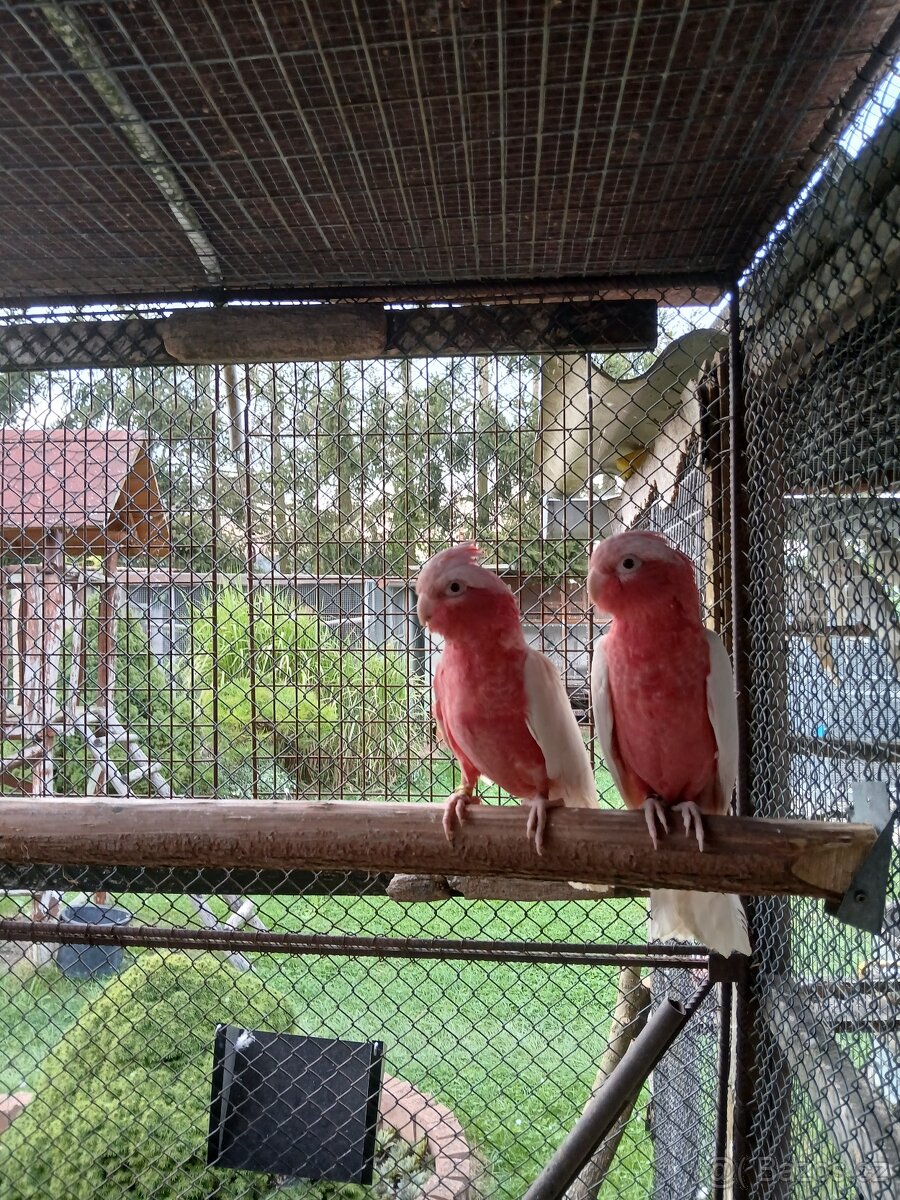 Kakadu růžový lutino