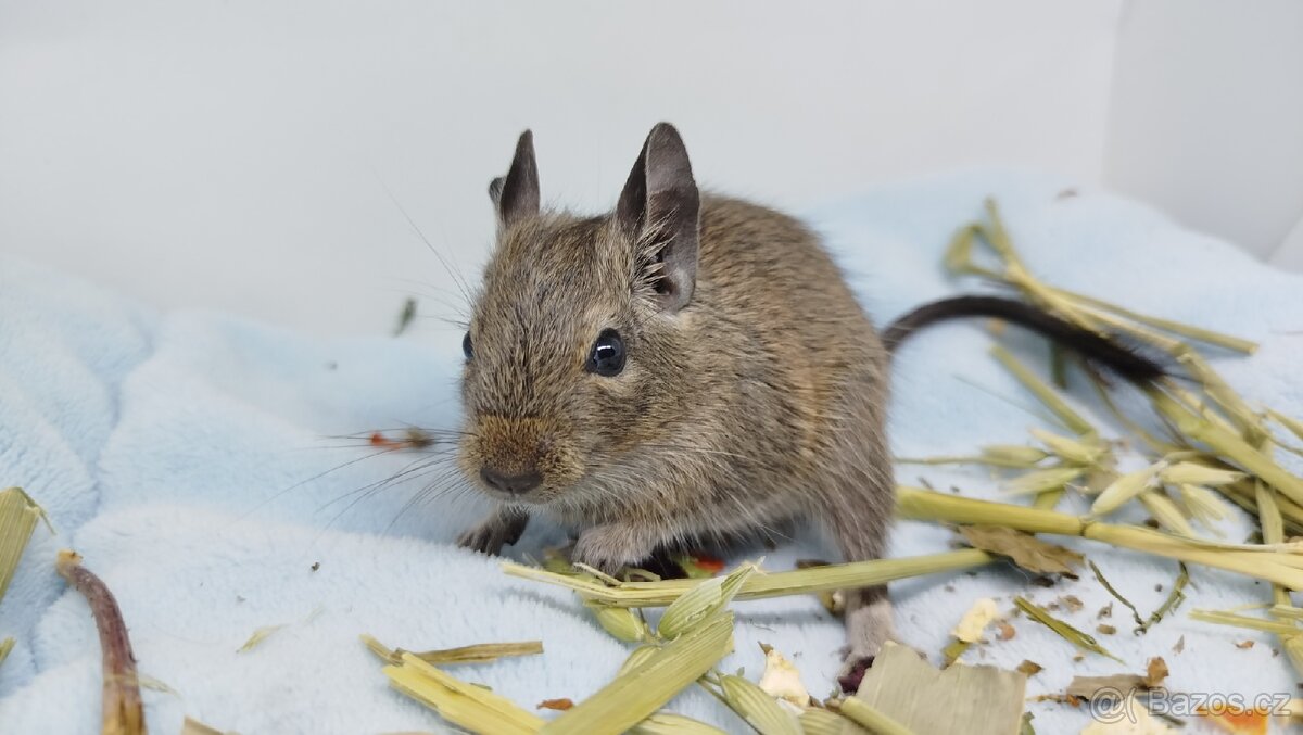 Osmák degu, Osmáci- SAMEČEK