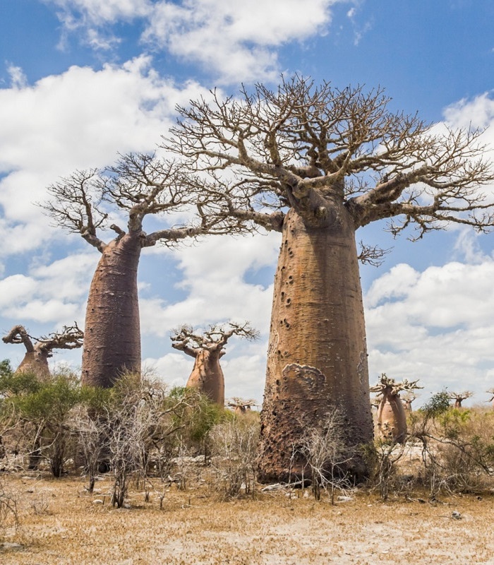 Baobab - rastliny a semená.