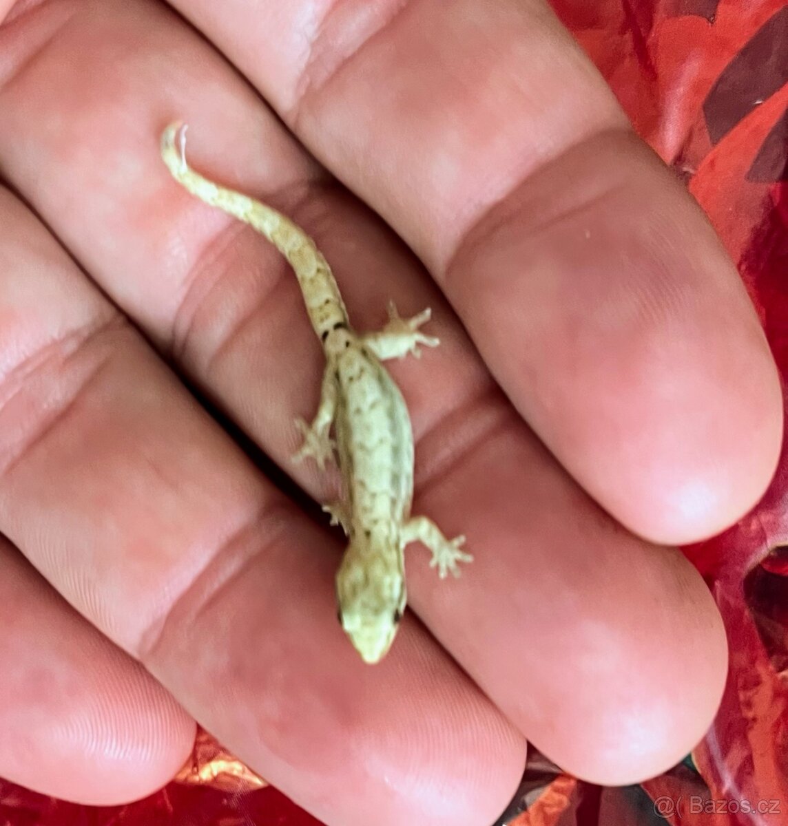 Gekon panenský- lepidodactylus lugubris