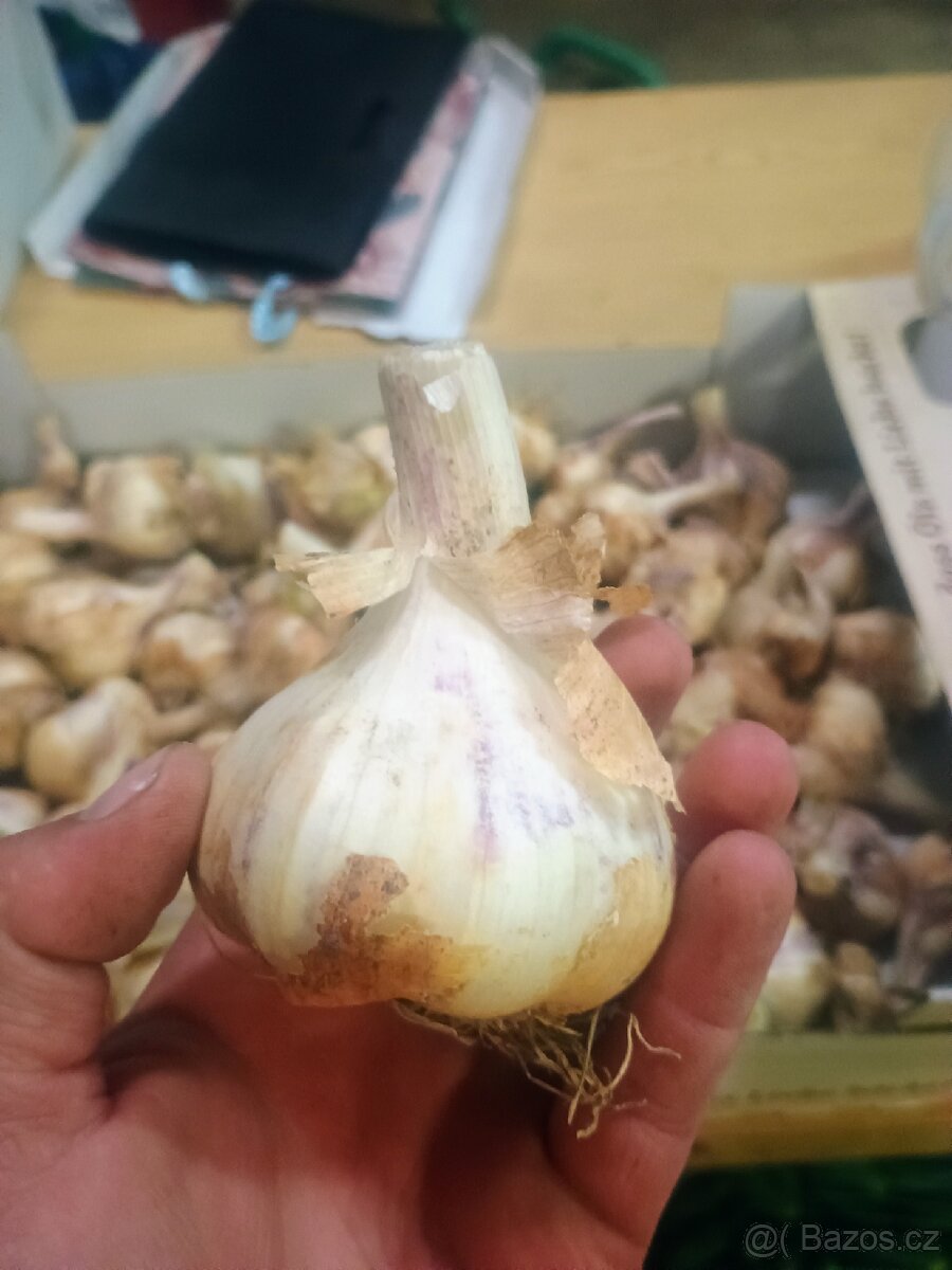 Brambory,cibule, česnek