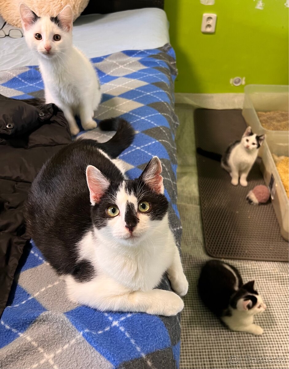 Vymazlená koťátka od koček z ulice