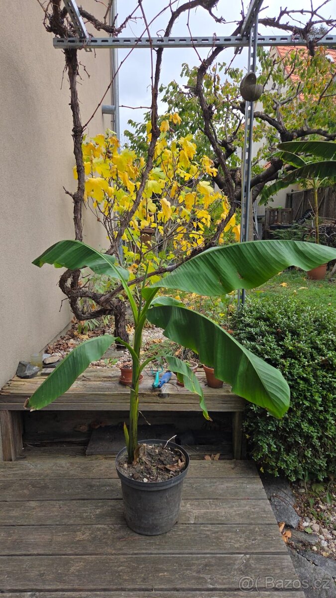 Banánovník Musa Basjoo