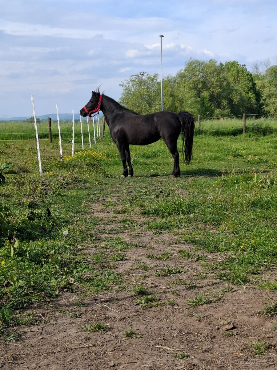 Prodám pony klisnu