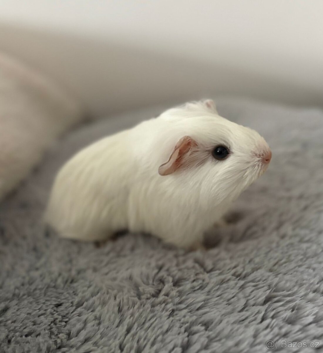 Morčecí holčička- rezervace