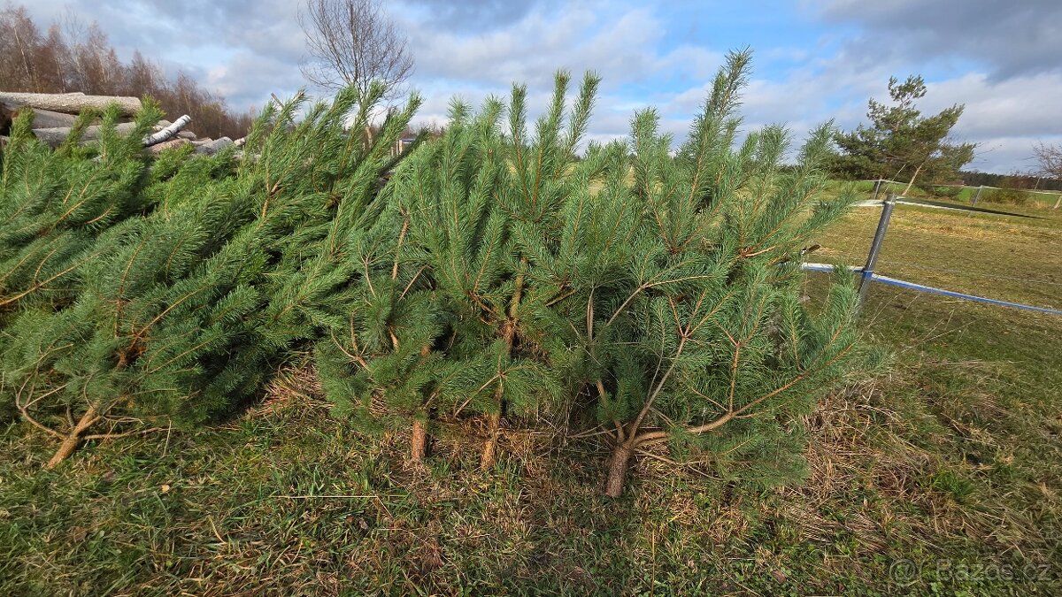 Vanoční smrky, borovice, douglasky