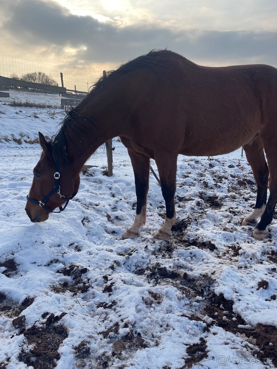 Český teplokrevník- valach