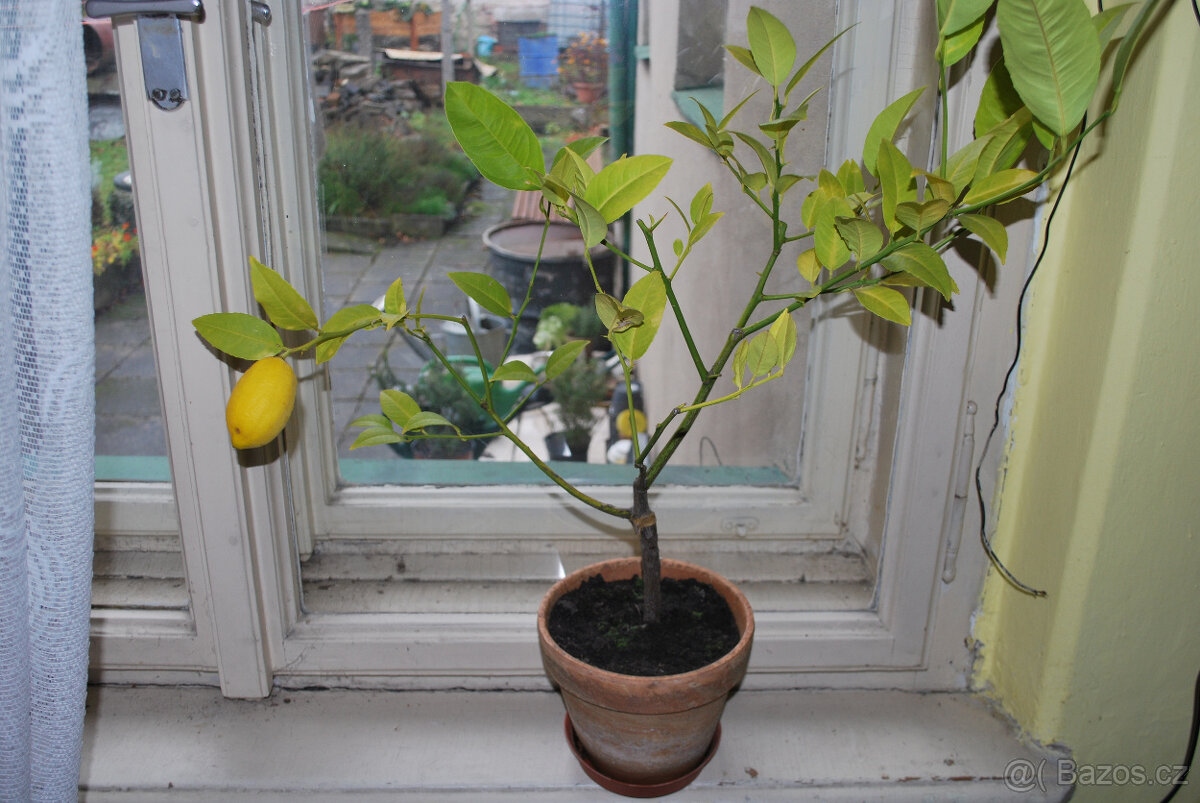 Prodám plodící citrus.