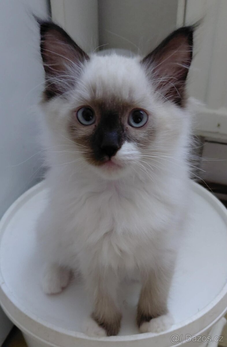 Koťátka Ragdoll