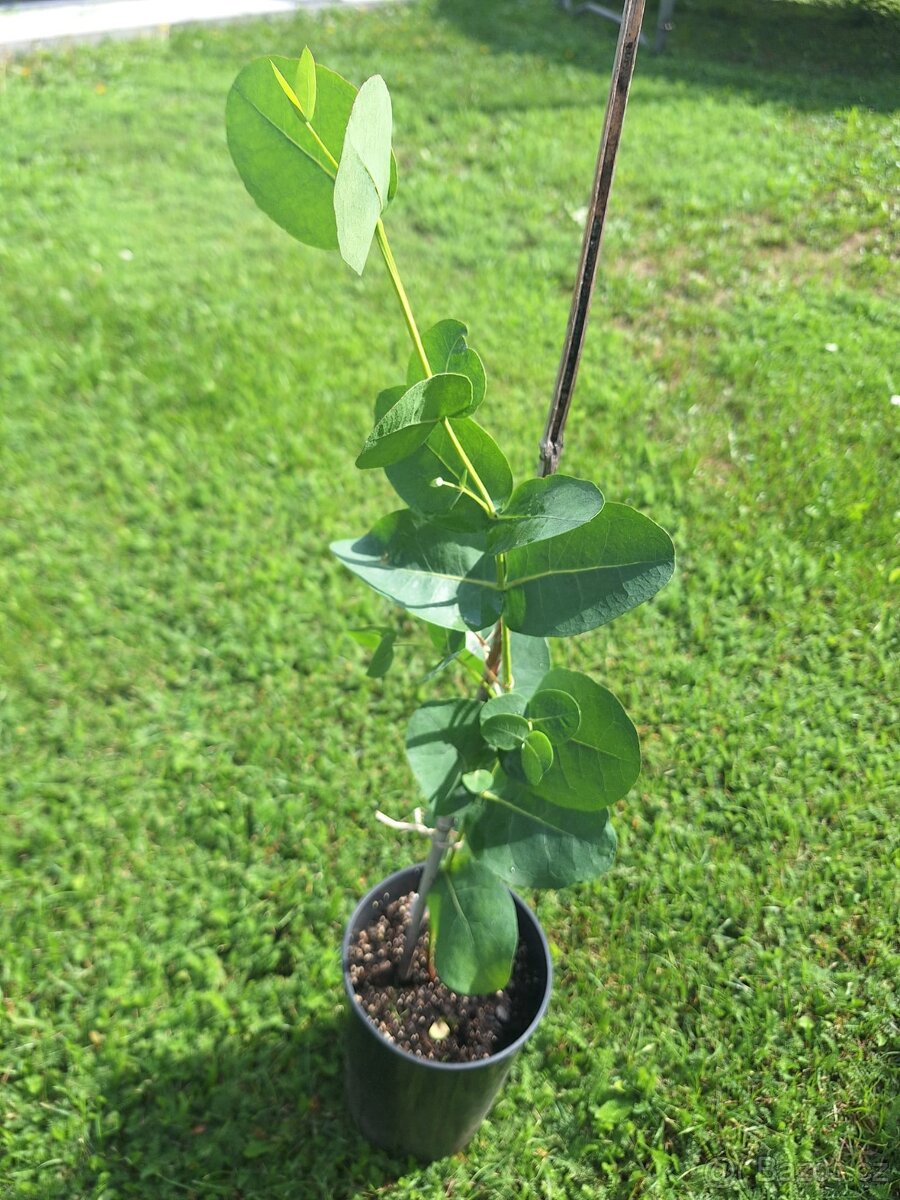 Mrazuvzdorny eukalyptus Neglecta